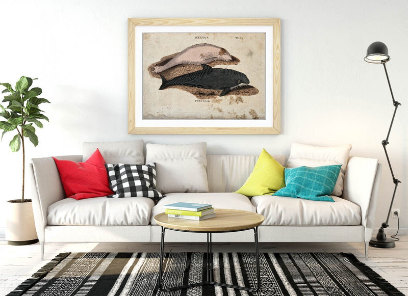 Beluga Whale Wall Art – Framed Art Print With Porpoise Home Decor Poster