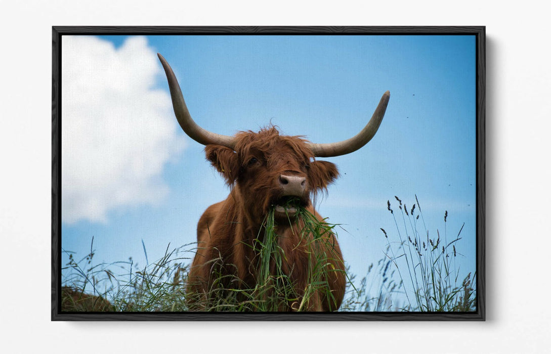 HIGHLAND COW BLUE SKY PHOTO -FLOAT EFFECT CANVAS WALL ART PIC PRINT- ANIMAL