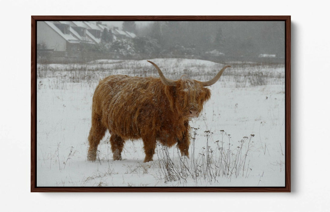 HIGHLAND COW SNOWY LANDSCAPE -FLOAT EFFECT CANVAS WALL ART PIC PRINT- ANIMAL