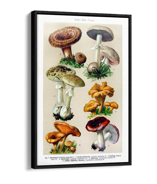 QUIRKY VINTAGE MUSHROOM ILLUSTRATIONS POSTER -FLOAT EFFECT CANVAS WALL ART PRINT