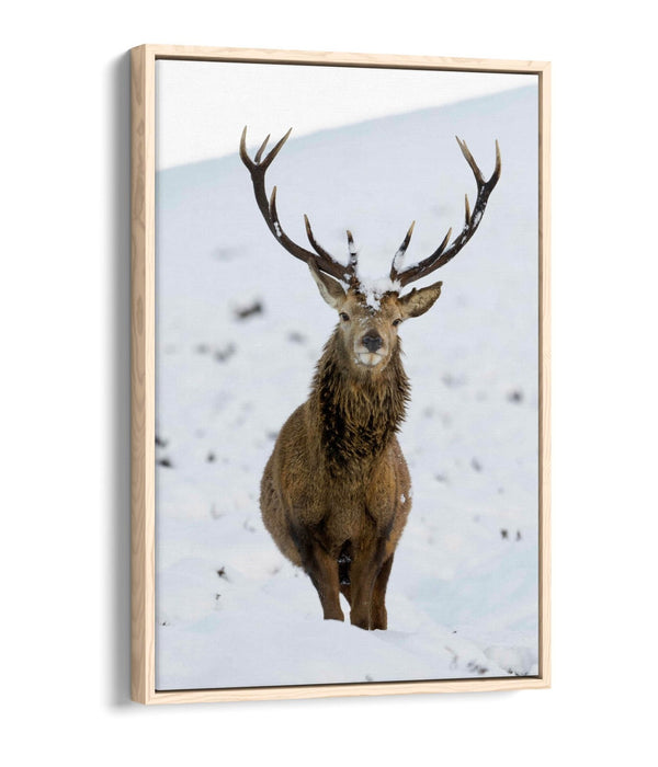 Canvas Wall Art – Majestic Stag In Snowy Landscape | Float Effect Canvas Print