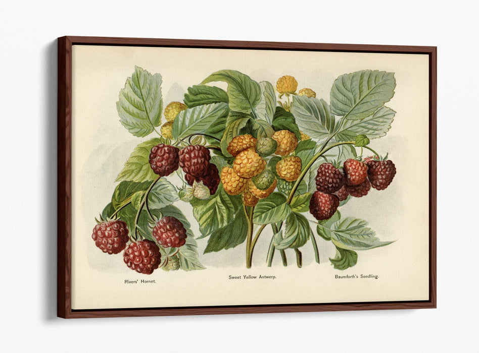 Canvas Wall Art - Vintage Illustration Raspberries Float Effect Print on Handmade Canvas