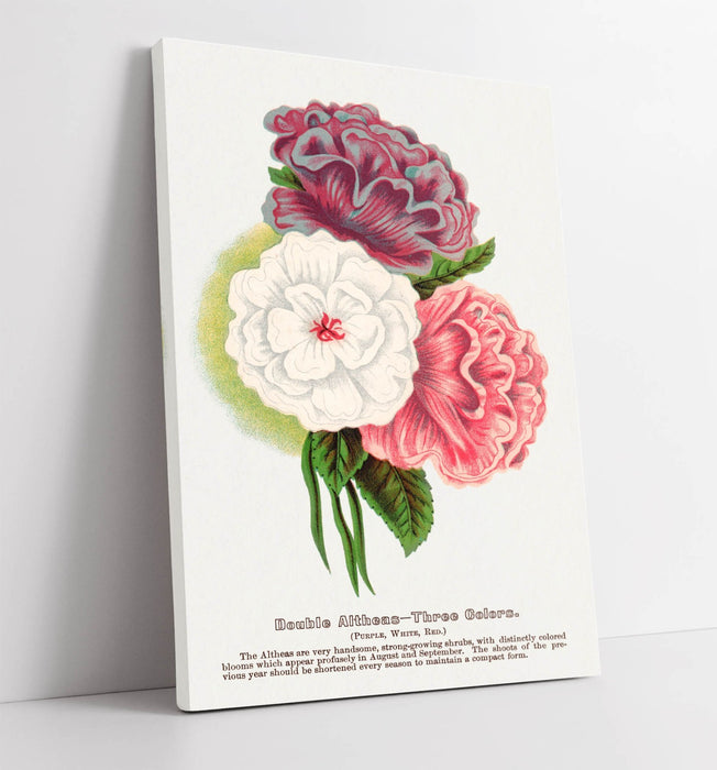 Canvas Wall Art - Double Althea Lithograph Print | Handmade Vibrant Canvas Artwork