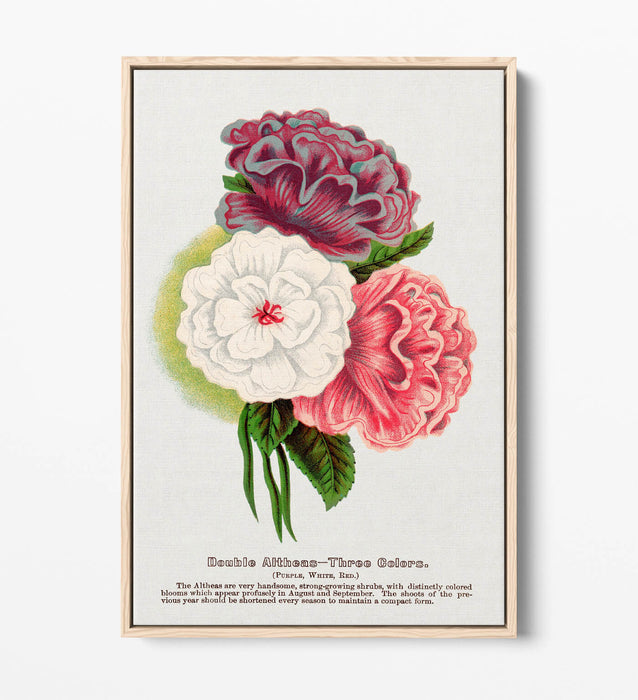 Float Effect Canvas Art - Double Althea Lithograph Wall Print With Stylish Float Frame