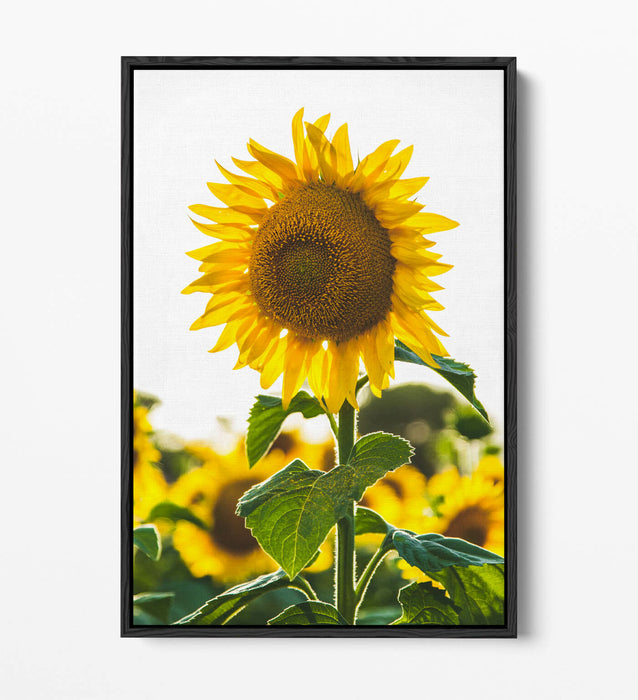SUNFLOWER -FLOAT EFFECT CANVAS WALL ART PIC PRINT- WHITE GREEN