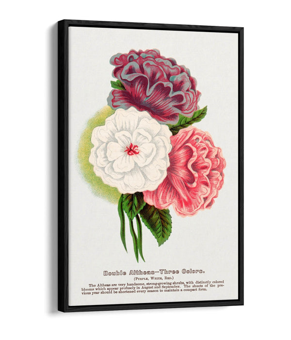 Float Effect Canvas Art - Double Althea Lithograph Wall Print With Stylish Float Frame