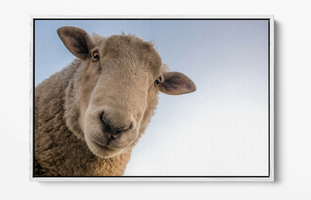 CURIOUS SHEEP -FLOAT EFFECT CANVAS WALL ART PIC PRINT- BEIGE WHITE