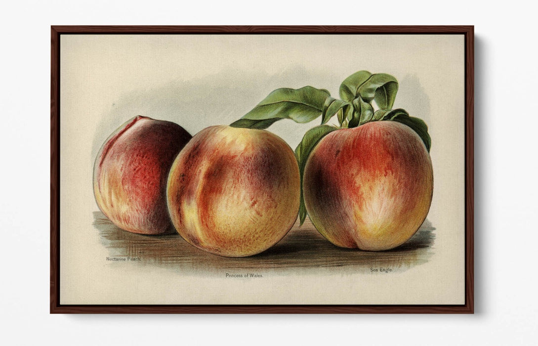 Canvas Wall Art - Vintage Peach Illustration | Float Effect Canvas Print, Ready To Hang