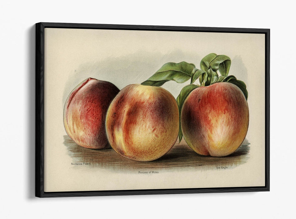 Canvas Wall Art - Vintage Peach Illustration | Float Effect Canvas Print, Ready To Hang