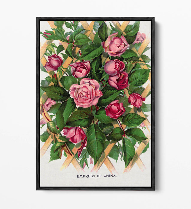 Canvas Wall Art Print - Empress Of China Rose Lithograph With Float Effect Frame