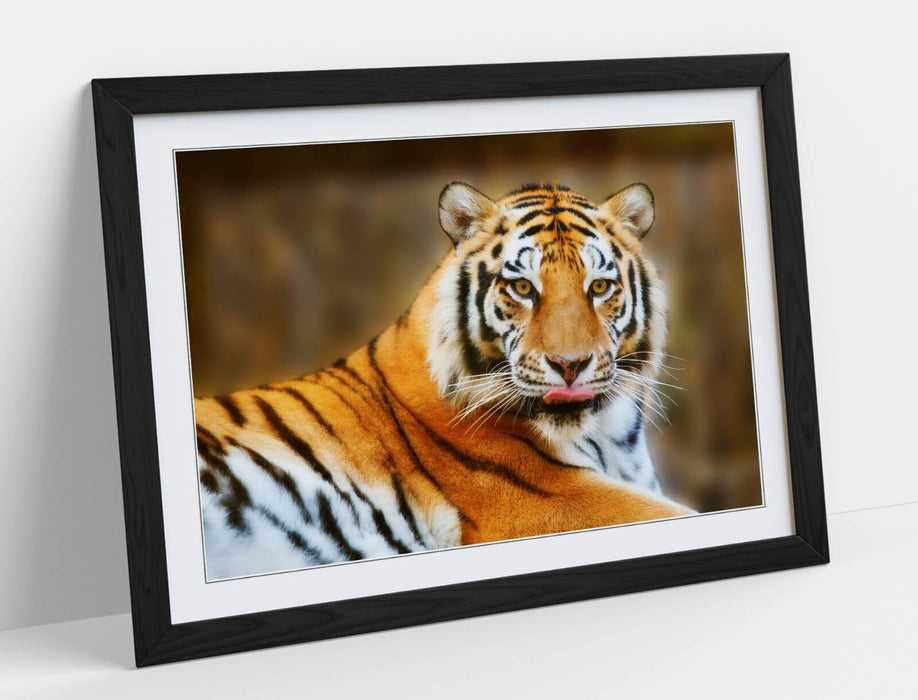 Funny Tiger Wall Art - Framed Wall Art Poster With Tiger Tongue Print, UK Handmade