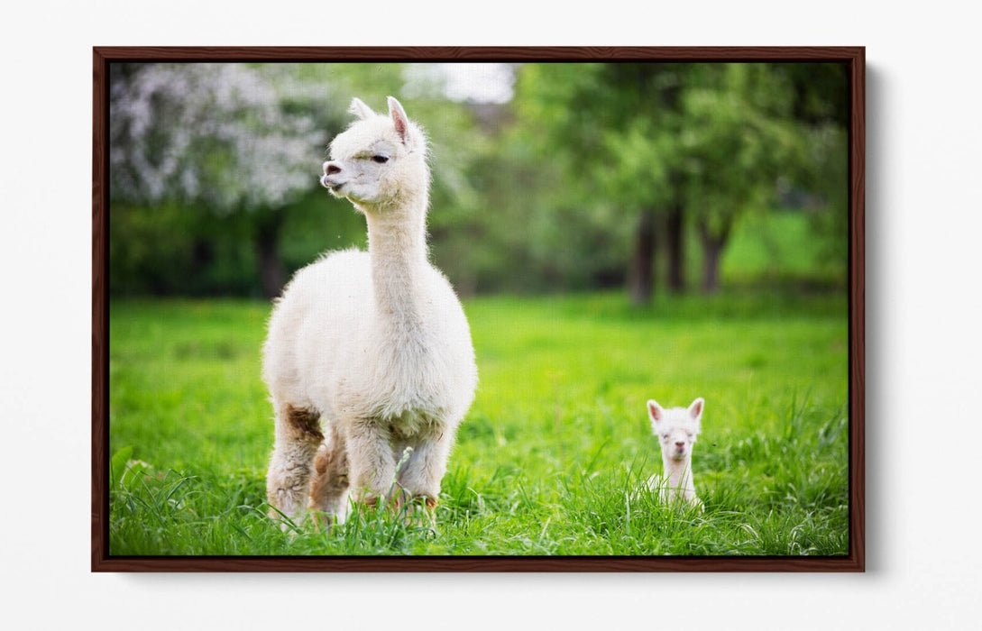 Llama Canvas Wall Art - Baby Llama Decor | Handmade Float Effect Canvas Print