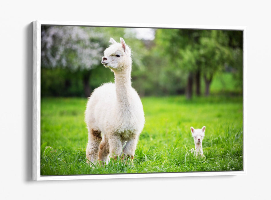 Llama Canvas Wall Art - Baby Llama Decor | Handmade Float Effect Canvas Print