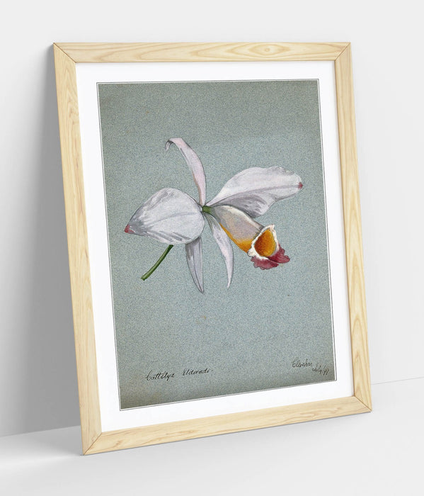Orchid Wall Art – Framed Watercolour Illustration Botanical Poster Print