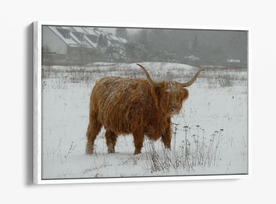 HIGHLAND COW SNOWY LANDSCAPE -FLOAT EFFECT CANVAS WALL ART PIC PRINT- ANIMAL