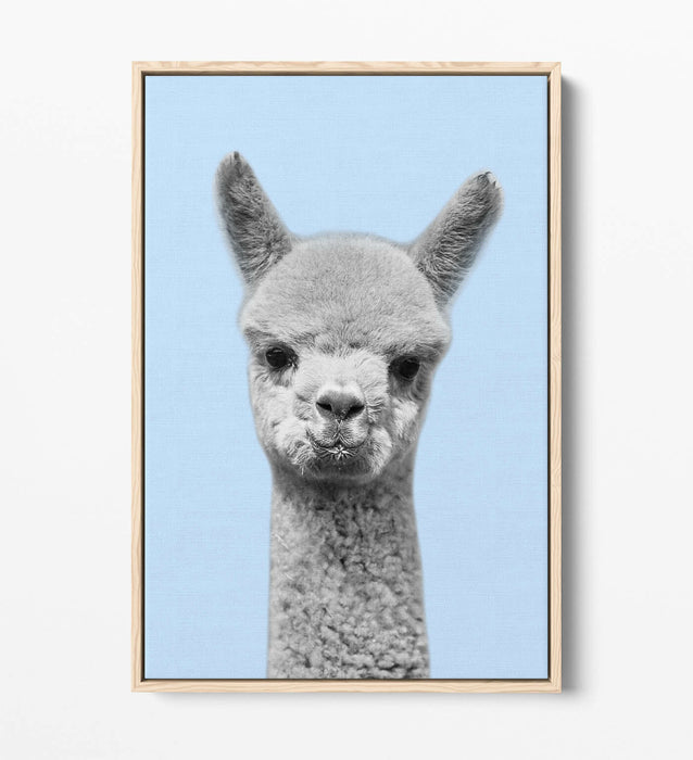 ALPACA BLACK WHITE BABY BLUE FLOAT EFFECT CANVAS WALL ART PIC PRINT