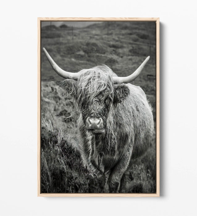 Highland Cow Canvas | Black and White Float Effect Wall Art Print - Handmade UK