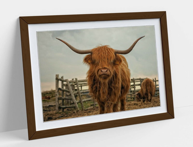 Highland Cow Wall Art - Rustic Farm Decor Framed Animal Poster Print