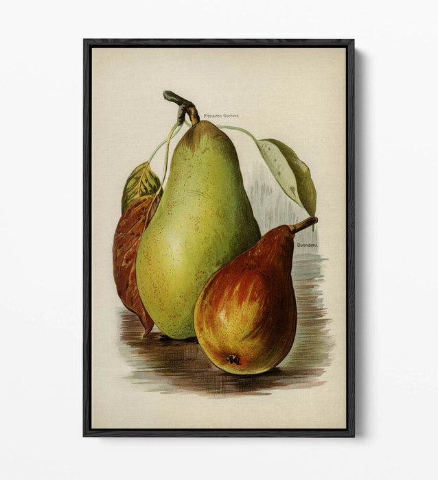 Canvas Wall Art Print - Vintage Illustration Pears on Float Effect Canvas with 30mm Deep Frame