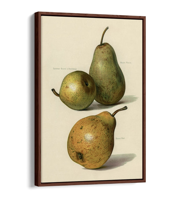 Canvas Wall Art Print - Vintage Illustration Pears | Float Effect, Ready To Hang