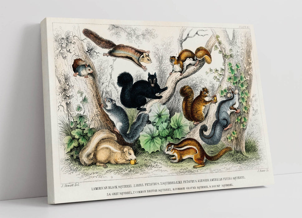 Canvas Wall Art – Oliver Goldsmith Squirrel Print with Premium Varnish Finish