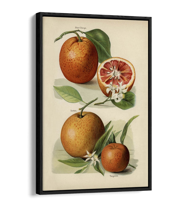 Canvas Wall Art Print – Vintage Orange Illustration With Float Effect Frame