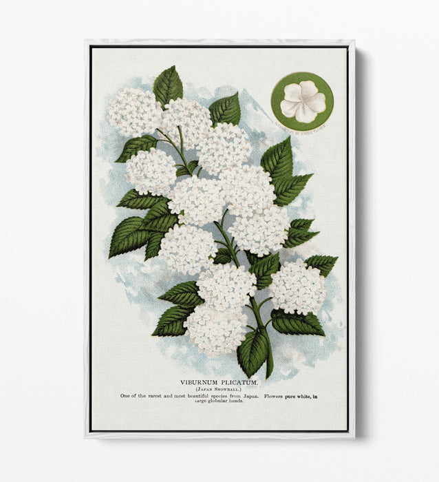 Canvas Wall Art - Japanese Snowball Flower Print | Float Effect, 30mm Deep Frame