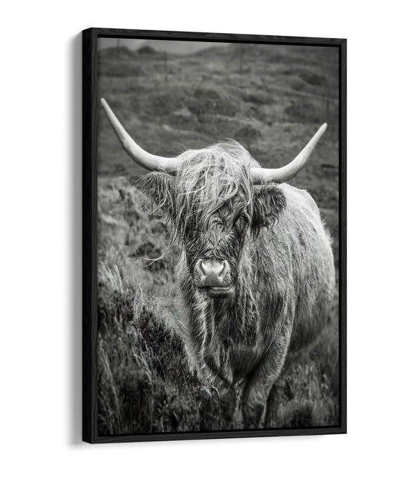 Highland Cow Canvas | Black and White Float Effect Wall Art Print - Handmade UK