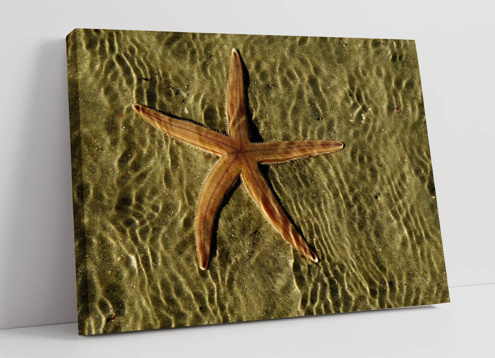 Canvas Wall Art Featuring Starfish - Handmade Coastal Canvas Artwork With Vibrant Color