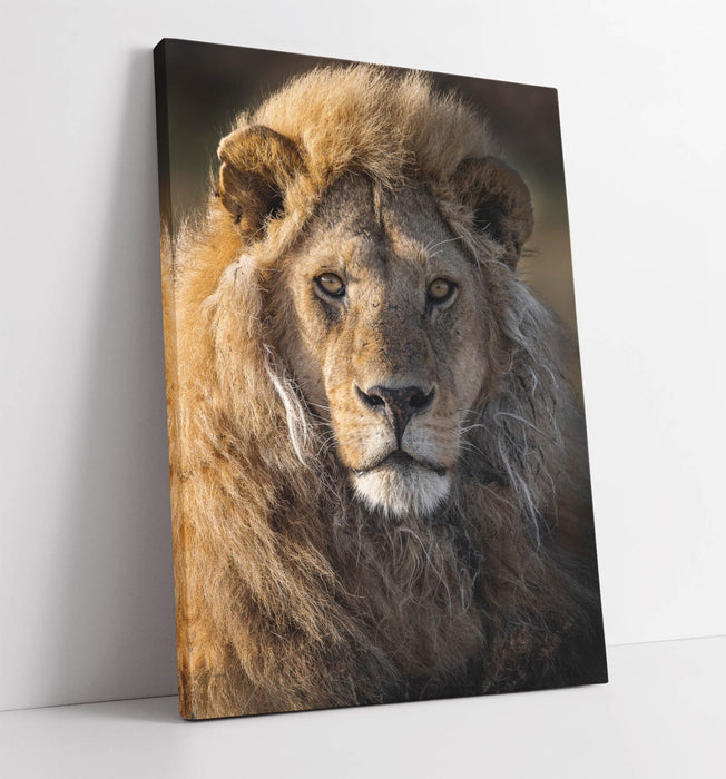 Lion Canvas Wall Art - Handmade Wildlife Canvas Print With Deep Frame & Satin Finish