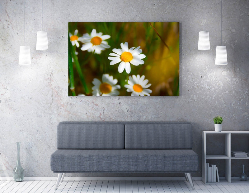 Canvas Wall Art - Daisies Flower Print | Framed Canvas Print With Vibrant Color
