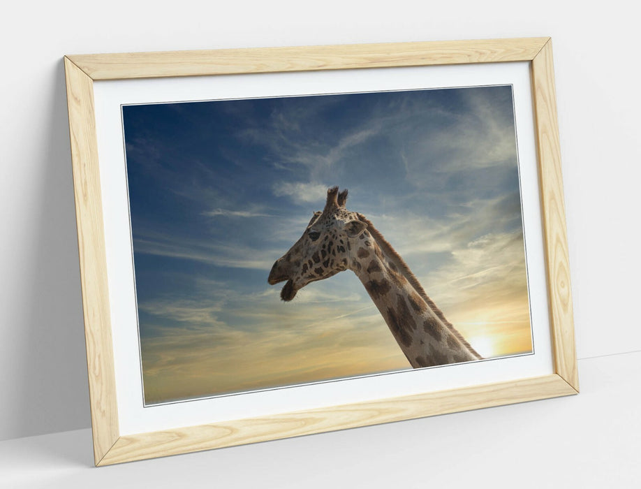 GIRAFFE IN THE CLOUDS -ART FRAMED POSTER PICTURE PRINT ARTWORK- ANIMAL PHOTO