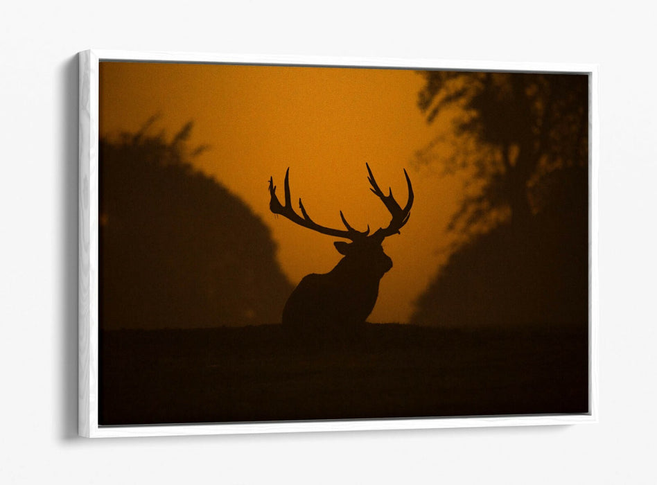 STAG SILHOUETTE SUNSET -FLOAT EFFECT CANVAS WALL ART PIC PRINT- ANIMAL PHOTO