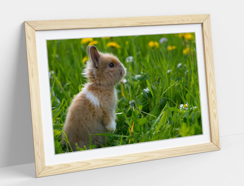 Bunny Rabbit Wall Art – Framed Small Bunny Decor Poster With Woodgrain Frame