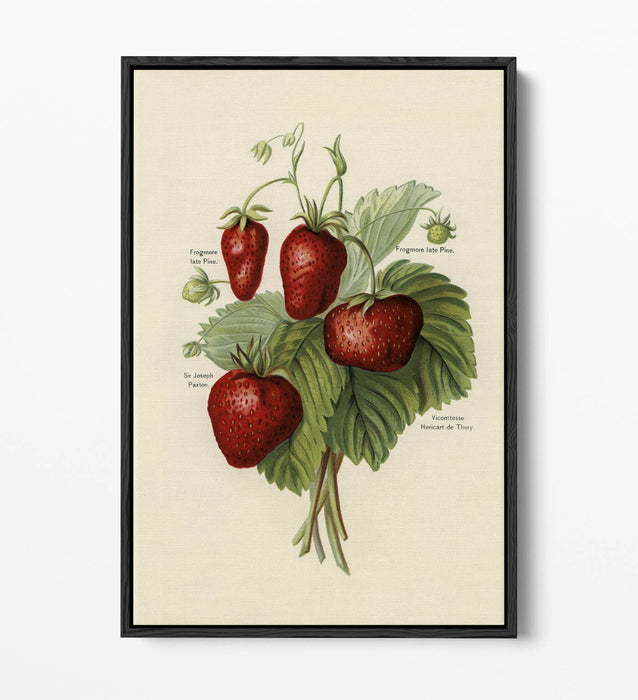 Canvas Art Print - Vintage Strawberries Wall Art With Float Effect Frame