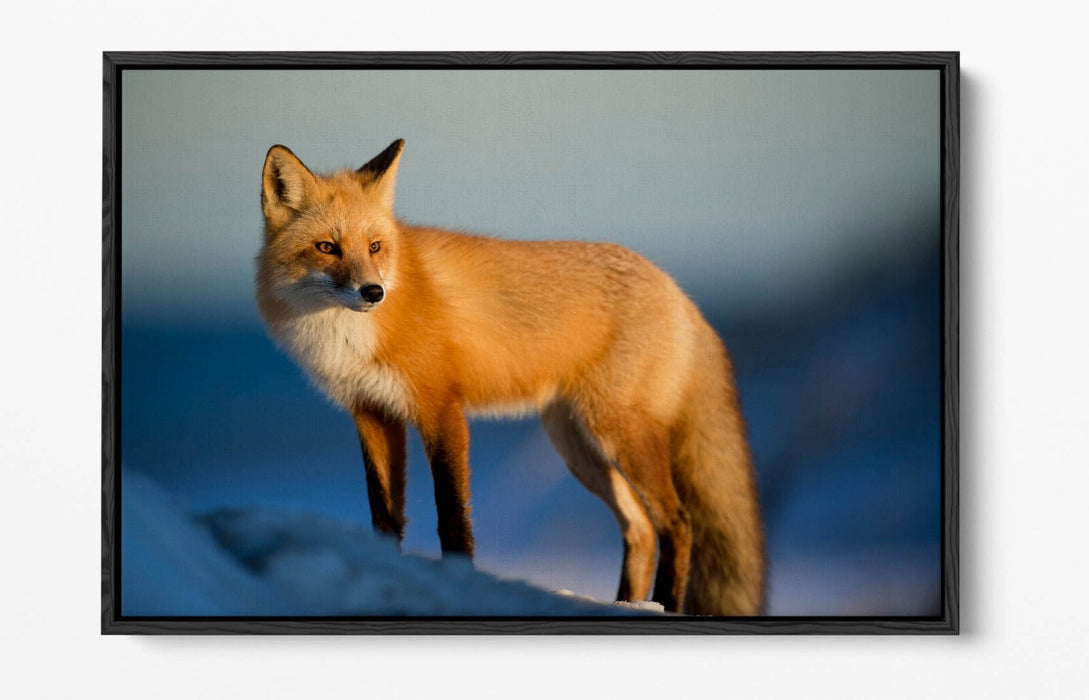 Fox Canvas Wall Art - Handmade Snow Landscape Print | Float Effect Canvas Frame