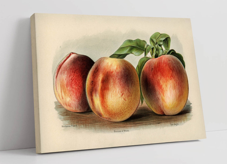 Canvas Wall Art - Vintage Peach Illustration | Handmade UK Artwork Print