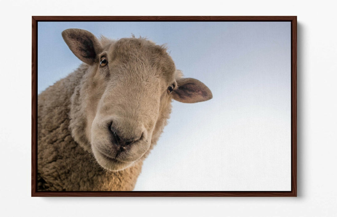 CURIOUS SHEEP -FLOAT EFFECT CANVAS WALL ART PIC PRINT- BEIGE WHITE