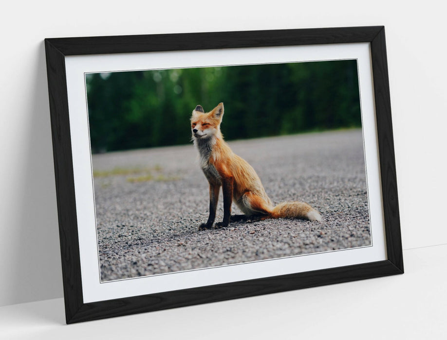 CUTE BABY FOX, WILDLIFE PHOTOGRAPHY -ART FRAMED POSTER PICTURE PRINT ARTWORK