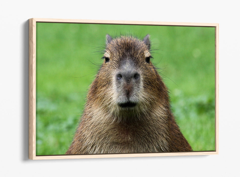 Capybara Canvas Art - Funny Animal Wall Decor With Float Effect Frame, Ready To Hang