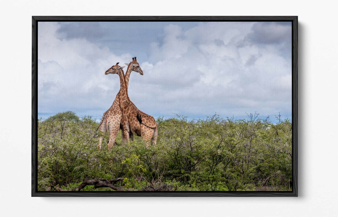 GIRAFFES IN LOVE -FLOAT EFFECT CANVAS WALL ART PIC PRINT- ANIMAL PHOTOGRAPH