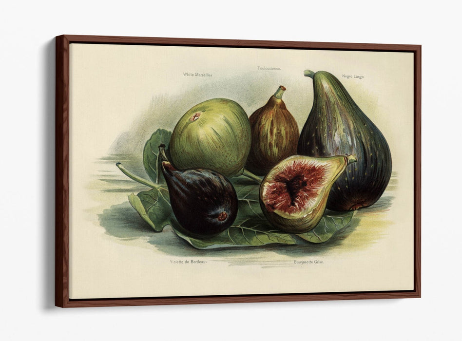 Canvas Wall Art Print - Vintage Figs Illustration | Handmade Float Effect Frame