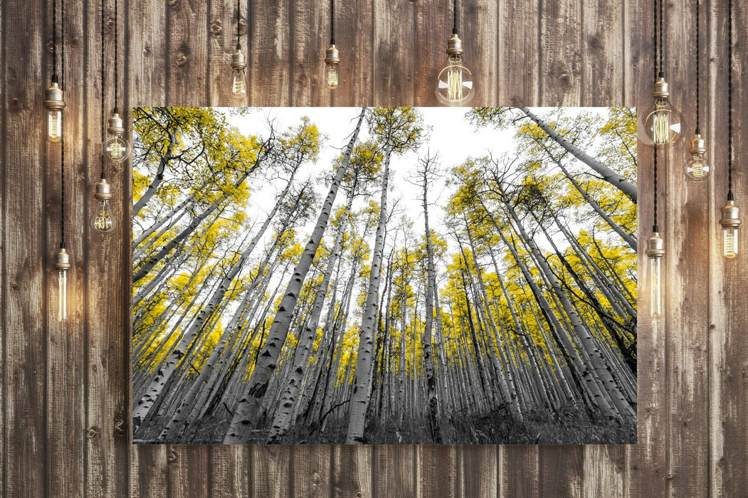 Canvas Wall Art - Aspen Trees With Yellow Leaves | Black White Tree Print 30mm Deep Frame