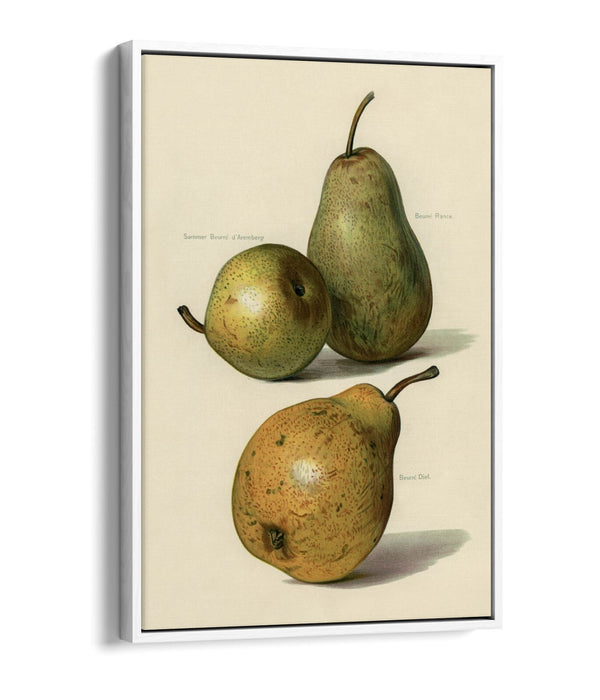 Canvas Wall Art Print - Vintage Illustration Pears | Float Effect, Ready To Hang