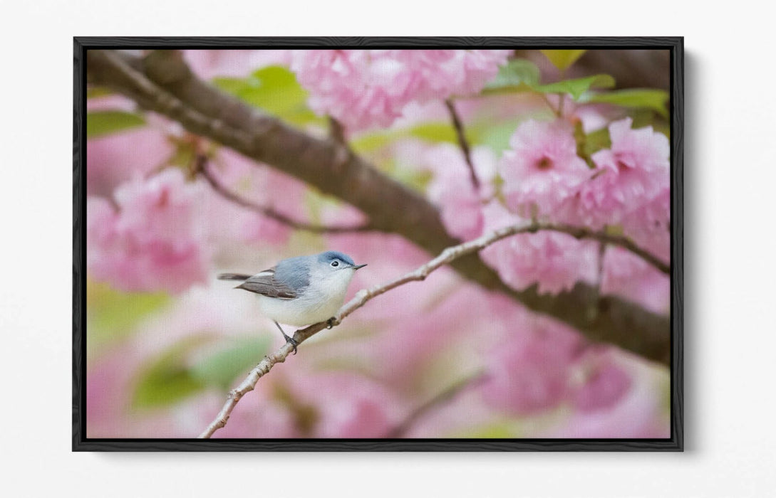 BIRD & CHERRY BLOSSOM PHOTOGRAPHY -FLOAT EFFECT CANVAS WALL ART PICTURE PRINT