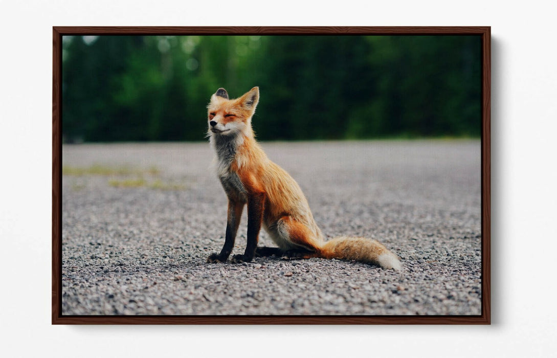 CUTE BABY FOX, WILDLIFE PHOTOGRAPHY -FLOAT EFFECT CANVAS WALL ART PIC PRINT