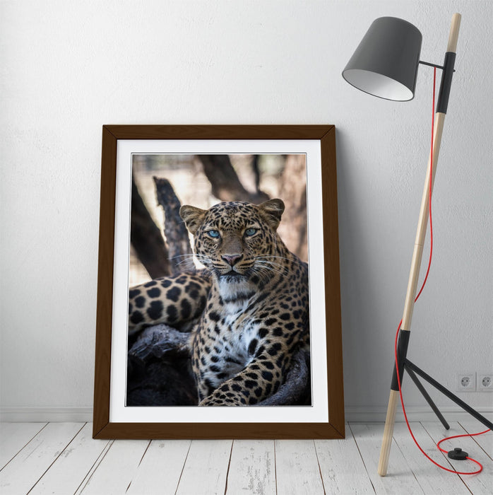 Blue Eyed Cheetah Art – Framed Wall Art Poster With Faux Wood Frame, Matte Finish