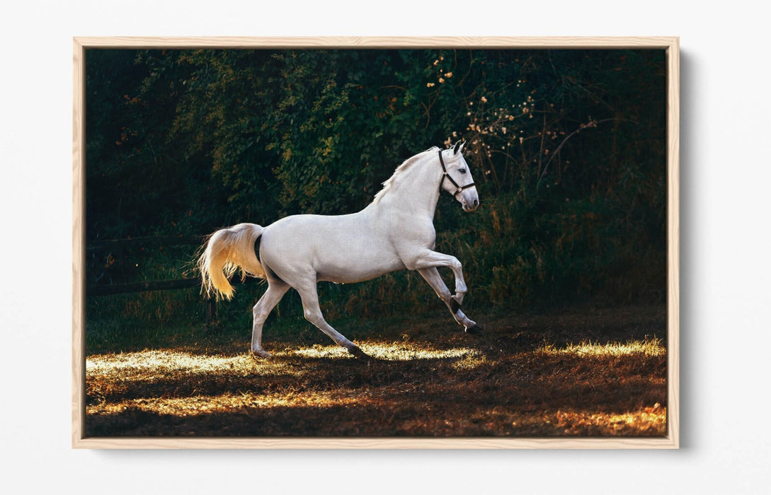 WHITE HORSE GALLOPING HOME BEDROOM DECOR FLOAT EFFECT CANVAS WALL ART PRINT