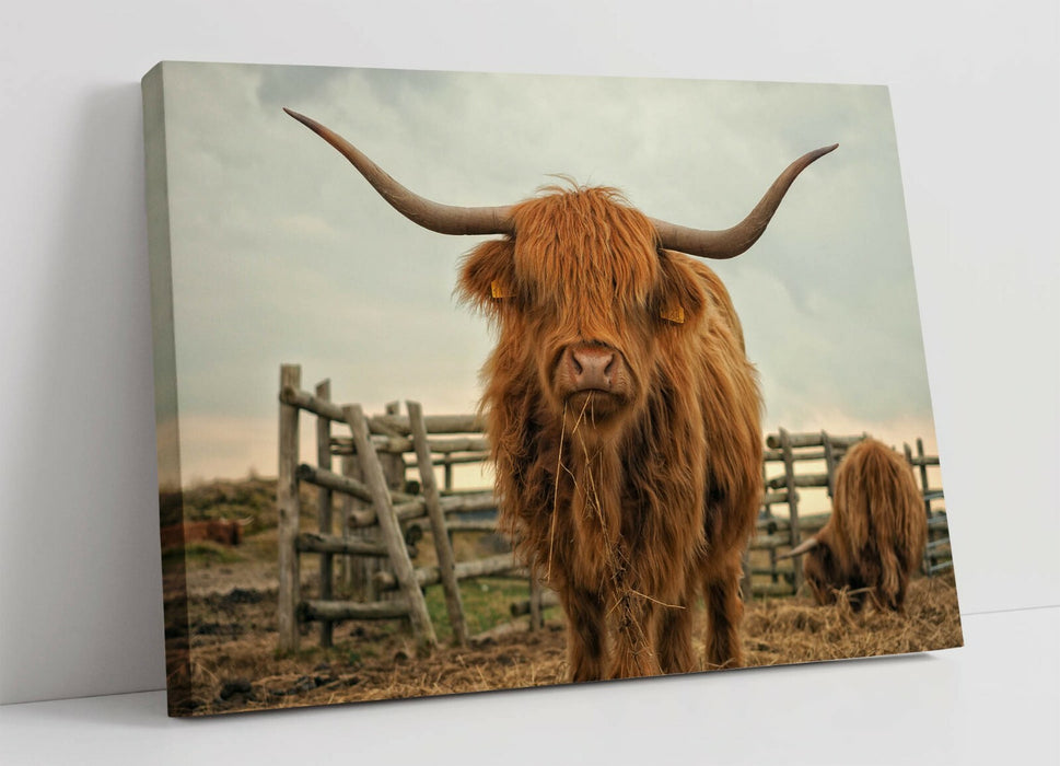 HIGHLAND COW RUSTIC FARM PHOTO -CANVAS WALL ART PRINT ARTWORK ANIMAL FRAMED PIC