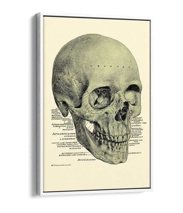 Vintage Skull Canvas - Labelled Skull Print On Handmade Canvas Art With Float Effect Frame